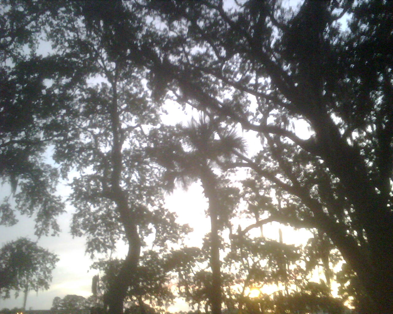 IMG00410-hilton_head_trees IMG00410-hilton_head_trees