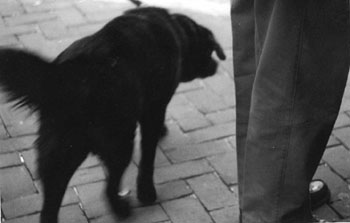 dog.jpg
